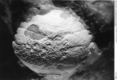 Historisches Foto von Distefania sp. (NHMW-AFW-GEO-BACHMAYER-FOTO-1990-0041-2486)